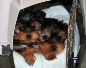 Awesome Cuties Teacup Tiny Yorkie puppies for free Adoption.