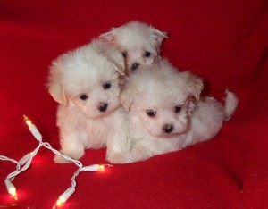 FOR ADOPTION CHARMING AND AMAZING CHRISTMAS MALTESE PUPPIES FOR NEW FAMILY HOME