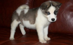 Akita Puppies For Sale To Lovely Homes