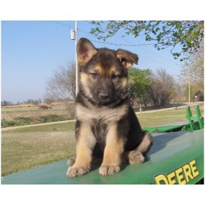 Free Potty Trained German Shepard Puppies Akc Registered For Adoption.