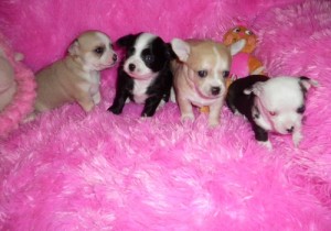 Stunning pedigree Chihuahua puppies text us via (978) 243-0701
