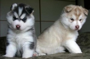 Stunning Siberian Husky Puppies for rehoming