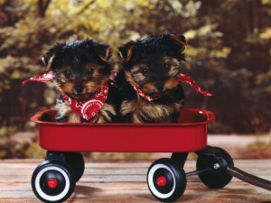 Pretty Cute T-Cup Yorkie Puppies Available For X Mas