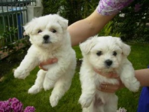 Gorgeous Teacup Maltese puppies for sale puppy available,
