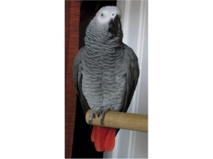 Alex African grey parrot for sale for X-MAS