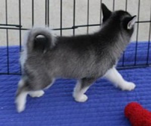 male and female Siberian Husky Puppies puppies available