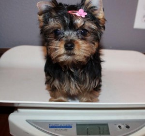Outstanding Yorkshire Terrier In Need of Perfect Home