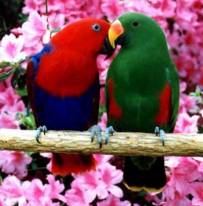 Eclectus red sided babies!