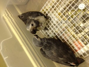 Timneh African Grey baby!