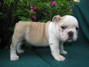 Cute English bulldog puppies for free adoption
