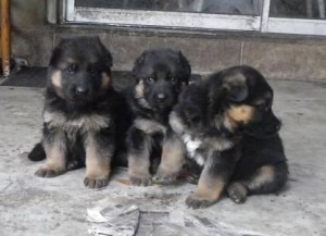 Beautiful Purebred Healthy German Shepherd Puppies available