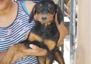 health Pinscher now available for their new homes.