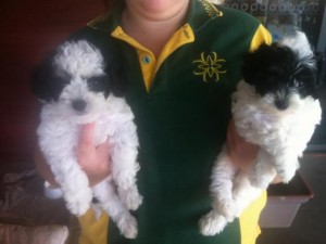 Female Maltese x Toy Poodle puppies