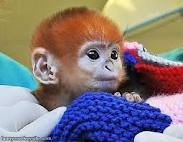  Cute capuchin  Monkeys Kid/Baby