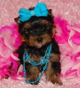 Adorable Yorkshire Terriers Puppies..