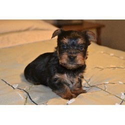 CuteTeacup Yorkie Puppy For Adoption