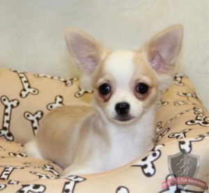 Chihuahua Puppies that needs a new home now! parents are moving out of town
