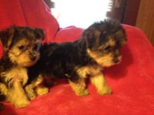 Two Free Micro Tiny Teacup Yorkie Puppies.