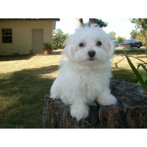 (FREE)CHARMING AND AMAZING MALTESE PUPPIES FOR NEW FAMILY HOME ADOPTION