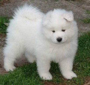 100%  adorable  Christmas male and female Samoyeds puppies
