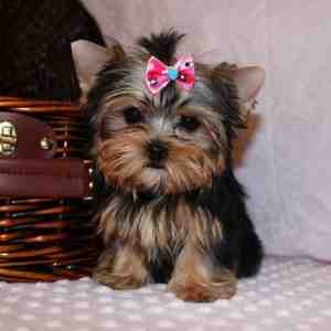 Potty trained teacup Yorkie puppies ready for Xmas