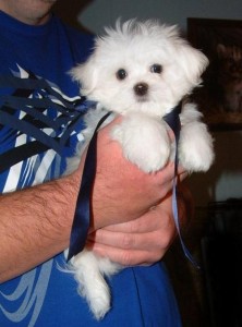 place a deposit Maltese Puppies