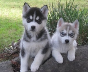 Akc Blue Eyes Siberian Husky Puppies!