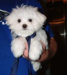 love and kisses Maltese Puppies