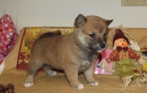 Cute Shiba Inu Puppies for sale