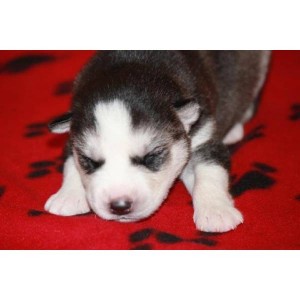 Adorable Home Raised Blue Eyes Siberian Husky Puppy