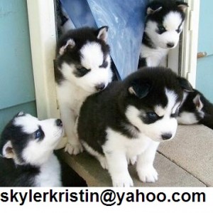 X-mas Siberian husky puppies now ready for home sale