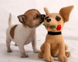 *****Outstanding chihuahua Puppies for X-mass*****