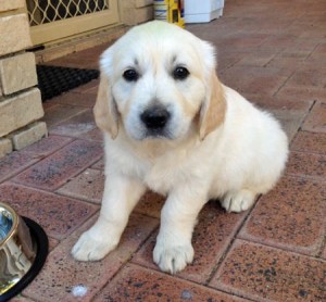 Very Affectionate female golden retriever puppy for adoption