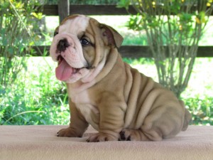 English bulldog puppies now Ready for rehoming