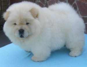 We have Two beautiful chow chow puppies, Male and Female.