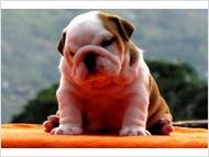 !! TALENTED ADORABLE MALES AND FEMALES ENGLISH BULLDOG PUPPIES READY FOR ADOPTION!!