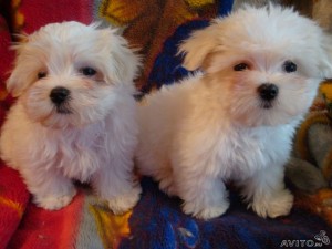CHARMING AND AMAZING MALTESE PUPPIES FOR NEW FAMILY HOME ADOPTION..(FREE)