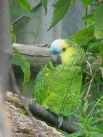 The Blue Fronted Amazon parrot ready for sale