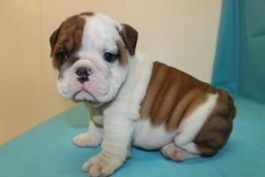 CHRISTMAS!!!CUTE MALE AND FEMALE ENGLISH BULLDOG PUPPIES FOR FREE ADOPTION.