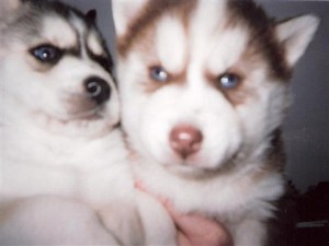 CHRISTMAS!!!ADORABLE  MALE AND FEMALE SIBERIAN HUSKY PUPPIES FOR ADOPTION.