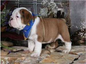 tEXRIMELY CUTE MALE AND FEMALE ENGLISH BULLDOGS PUPIES FOR FREE ADDOPTION IN TO A NEW HOME.