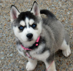 2 adorable and admirable Siberian husky puppies