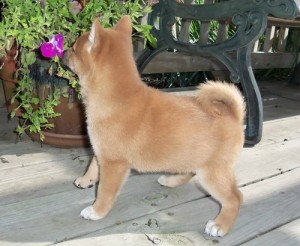 available Male and female Shiba Inu  puppies for sale.