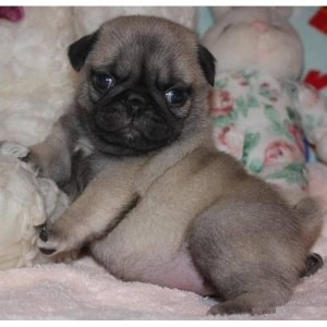 Kc Registered White/fawn Pug Puppies