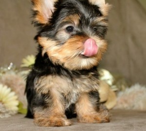 Celebrity And Nice YORKIE PUPPIES AVAILABLE FOR KIDS AND GOOD FAMILY HOME