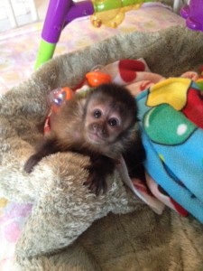 capuchin, spider, marmoset, squirrel monkey &amp; Kinkajou babies for sale