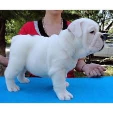 Xmas English bulldog puppiesjust text us on (707) 685-8445 for more details.............