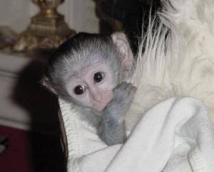 Very healthy male and female baby Capuchin monkeys for X-mas