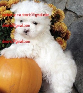 *****Stunning little maltese  puppies available looking for new homes!*****