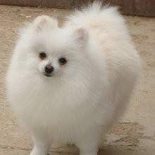 Pure white Pomeranian Puppies available for good homes  Whether you are looking for a show xmas